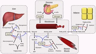 The natural origin of inulin [upl. by Murtha]