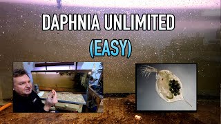 How I Raise Daphnia Water Fleas And You Can Too [upl. by Anera]