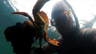 Coastal Foraging SF Bay Area for WILD Crab Cakes [upl. by Aliek]