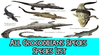 All Crocodilians Species  Species List [upl. by Behnken]