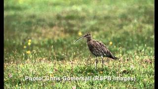 The cry of the Curlew [upl. by Naujud]