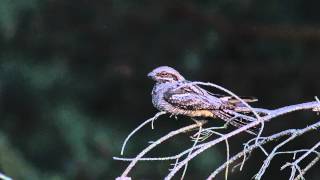 Engoulevent en foret de Fontainebleau [upl. by Siriso]