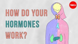 How do your hormones work  Emma Bryce [upl. by Fauver]