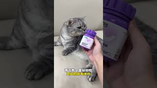 【布丁仔和泡芙妹的一天】最后我是真没想到我家猫这么记仇 卫仕猫多维 卫仕化毛球片万物可爱计划 [upl. by Yalonda316]