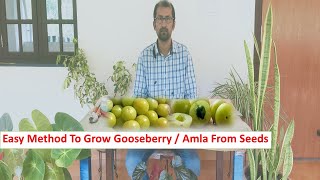 How to grow Gooseberry from Seed  Easy method to Propagate Gooseberry  Gooseberry seed germination [upl. by Frye453]