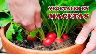 5 Claves para Sembrar Vegetales en Macetas [upl. by Philander398]