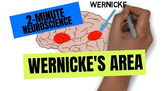 2Minute Neuroscience Wernickes Area [upl. by Aciria]