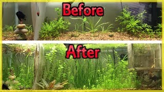 CHEAPEST WAY TO FERTILIZE YOUR PLANTED AQUARIUM DIY ROOT TABS [upl. by Doble]