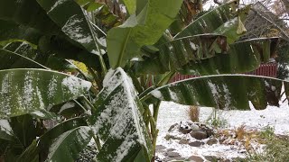 How to Overwinter Banana Plants in the FRIGID NORTH  The Barefooted Gardener [upl. by Airetnahs927]