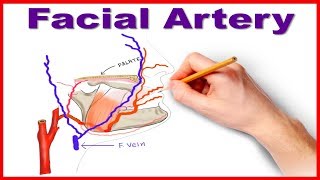 Facial Artery Course and Branches [upl. by Yboj]