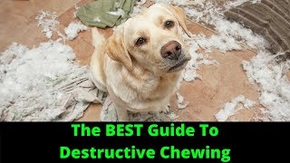 How To Stop Destructive Chewing In Dogs [upl. by Etem61]