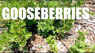 GOOSEBERRIES Everything You Need To Know [upl. by Ansela]