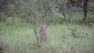 Unusual Animal Sounds Chirping Cheetahs [upl. by Syd]