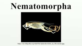 Nematomorpha [upl. by Laram66]