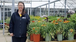 PETITTI Gaillardia  Grow Blanket Flower for Deer Resistance Repeat Blooms amp Pollinators [upl. by Noremmac]