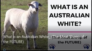 What is an Australian White The Meat Sheep of the FUTURE [upl. by Meave]