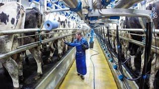 Father amp Son dairy team make the switch to Dairymaster [upl. by Anhsirk]