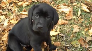 Cutest Lab Puppies Compilation 2018 [upl. by Assilen149]