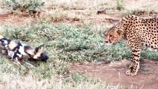 Wild Dogs vs Cheetah Standoff Over a Kill [upl. by Akcirederf926]