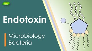 Lipopolysaccharides  LPS  Endotoxin  Bacterial toxin  Inflammation  Basic Science Series [upl. by Ben]