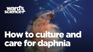 Caring and Culturing for Daphnia [upl. by Aicaca]