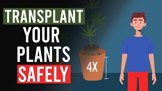 How to Safely Repot Your Cannabis Plants [upl. by Eselehs799]