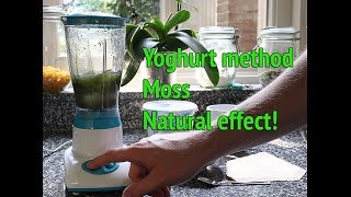 Dry Start Method Aquarium  How to grow aquarium moss [upl. by Zetniuq]