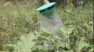 Pheromone Trap for Insect Pest Control [upl. by Ztnaj]