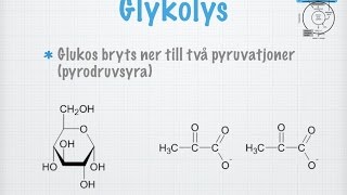 Glykolys gammal [upl. by Shuler718]