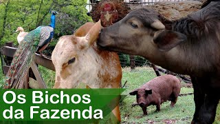 Bichos da Fazenda Galinhas Patos Pavão Búfalo Cavalo e Boi [upl. by Nnylatsyrk121]