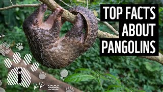 Top 10 Pangolin Facts  Animal Fun Facts  WWF [upl. by Alliuqat410]