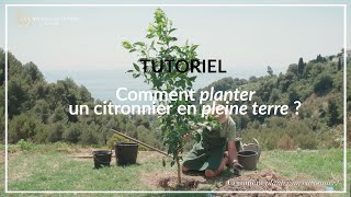 TUTORIEL  Comment planter un citronnier en pleine terre [upl. by Quiteria]