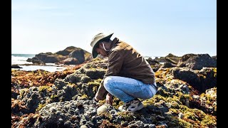 Coastal foraging for beginners EASIEST shellfish to forage  Making RISOTTO [upl. by Turro]