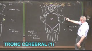 Anatomie du tronc cérébral 1 Neuroanatomie 3 [upl. by Darnell]