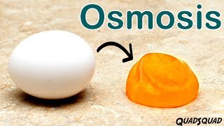 Eggs and Osmosis  A Fun Science Experiment [upl. by Fidel911]