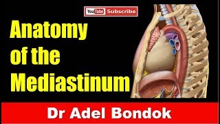 Mediastinum Dr Adel Bondok [upl. by Lotson]