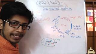 CRISPR Confirmation Genotyping CRISPRCas9 Gene Editing [upl. by Launce]