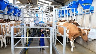 Milk production up Feed cost down See How [upl. by Attem503]