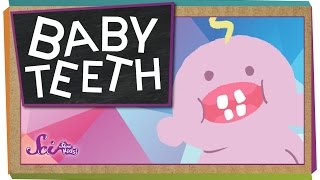 Why Do We Have Baby Teeth [upl. by Tteraj]