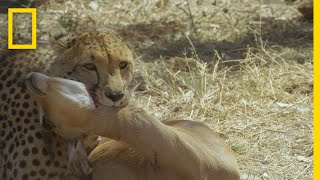 Hyena Steals a Cheetahs Kill  Savage Kingdom [upl. by Anelaj]