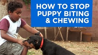 How to Stop Puppy Biting and Chewing [upl. by Denie]