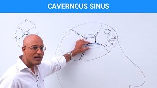 Cavernous Sinus  Structure and Function [upl. by Kealey]