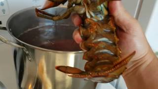 Lobster Going Into Pot [upl. by Gable]