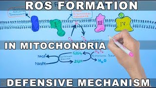 ROS Formation in Mitochondria and Defensive Mechanism [upl. by Aneerhs]