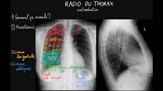 Circulation pulmonaire et circulation systemique [upl. by Musihc]