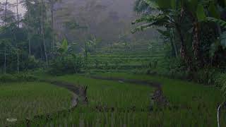 Monsoon Rain amp Thunder on Misty Rice Field  Help Sleep Study Meditation PTSD [upl. by Ainerol]