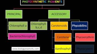 3 Major Classes of Pigments in Photosynthesis [upl. by Atineb]