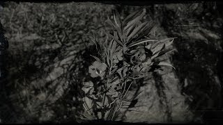 Oleander Sage Plant Location  Red Dead Redemption 2 RDR2 Herbs [upl. by Yacov569]