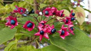 Clerodendrum trichotomum  the peanut butter bush [upl. by Sindee]