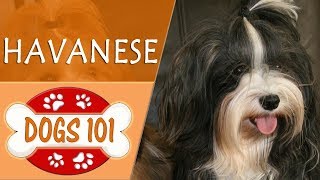 Dogs 101  HAVANESE  Top Dog Facts About the HAVANESE [upl. by Asenev]